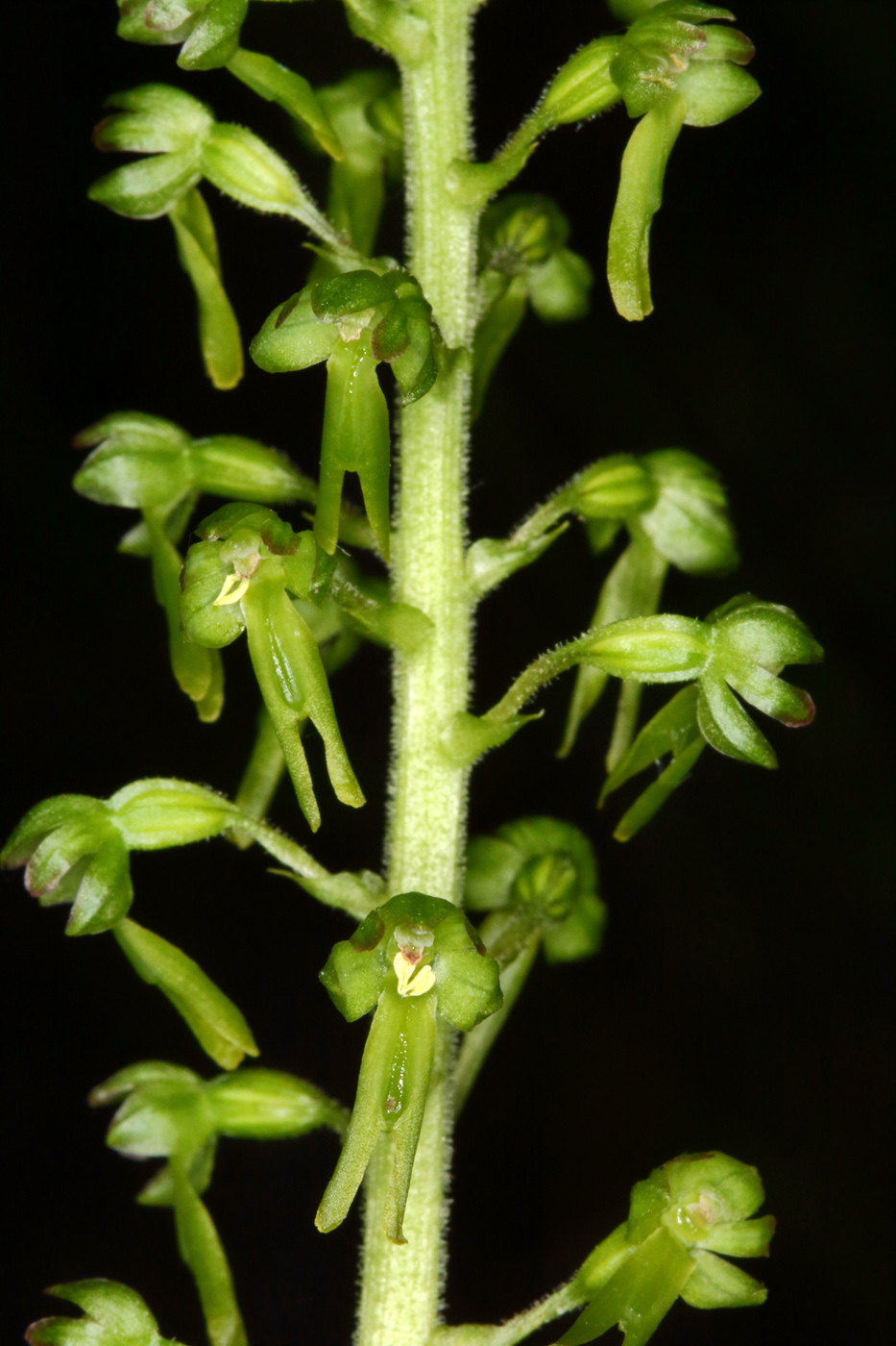 Image of Listera ovata specimen.