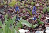 Hyacinthella glabrescens