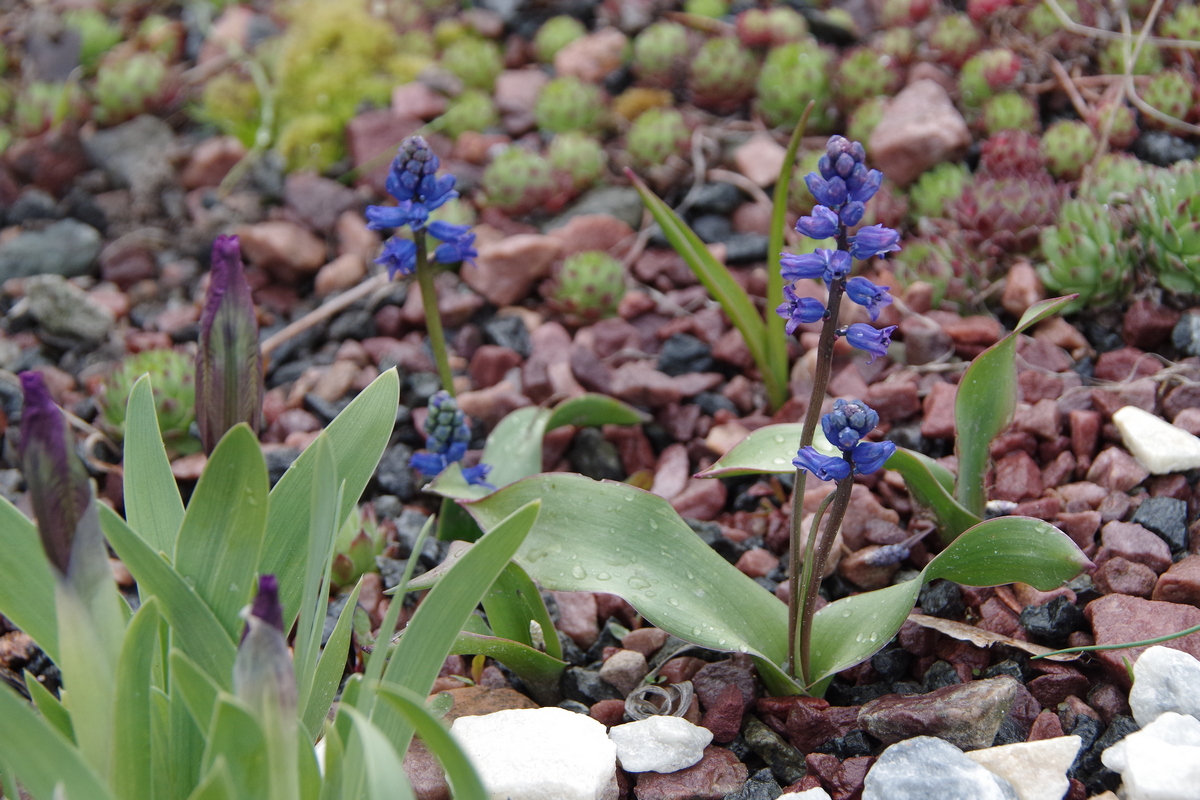 Изображение особи Hyacinthella glabrescens.