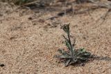 Arabidopsis arenosa. Бутонизирующее растение. Псковская обл., Гдовский р-н, окр. дер. Кленно; побережье Чудского оз., ок. 20 м от берега, псаммофильное луговое сообщество за береговым валом, участок открытого песка в колее. 28.04.2024.