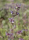 Nepeta micrantha