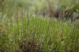 Artemisia salsoloides. Верхушки побегов с остатками прошлогодних соплодий. Ростовская обл., Верхнедонской р-н, окр. хут. Стоговский, меловой склон. 09.06.2024.