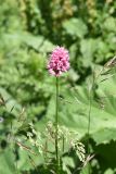 Bistorta carnea