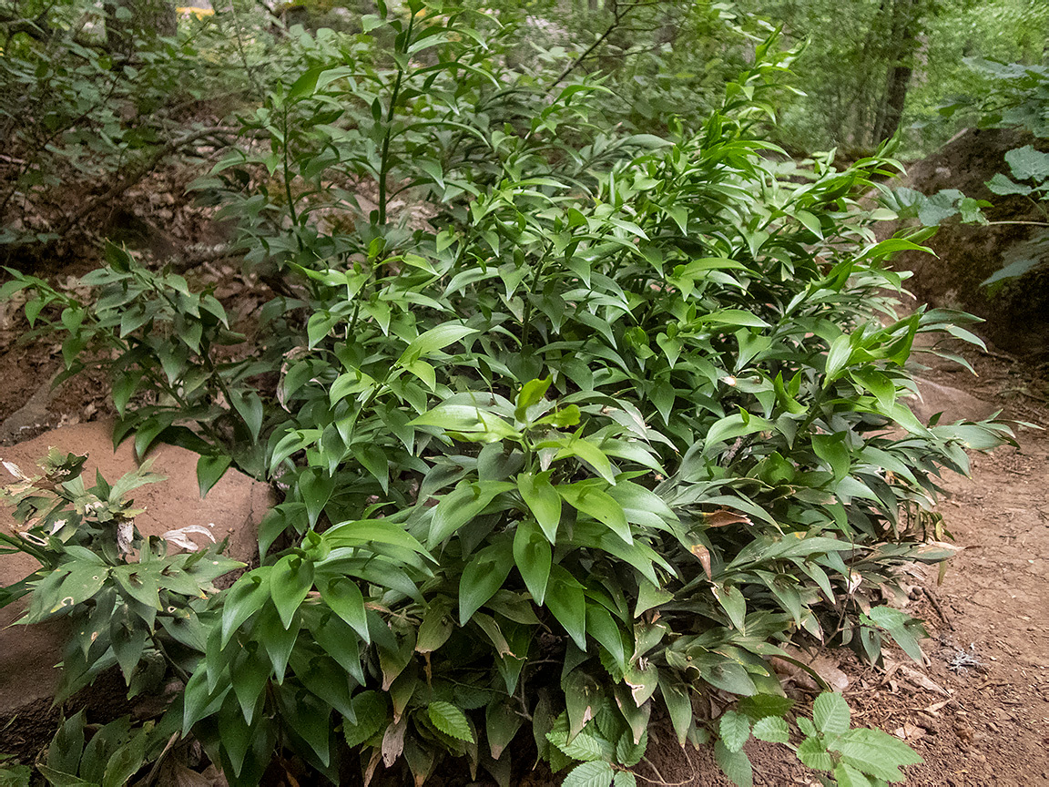 Image of Ruscus hypoglossum specimen.