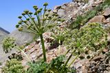 Archangelica brevicaulis