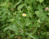 род Erigeron