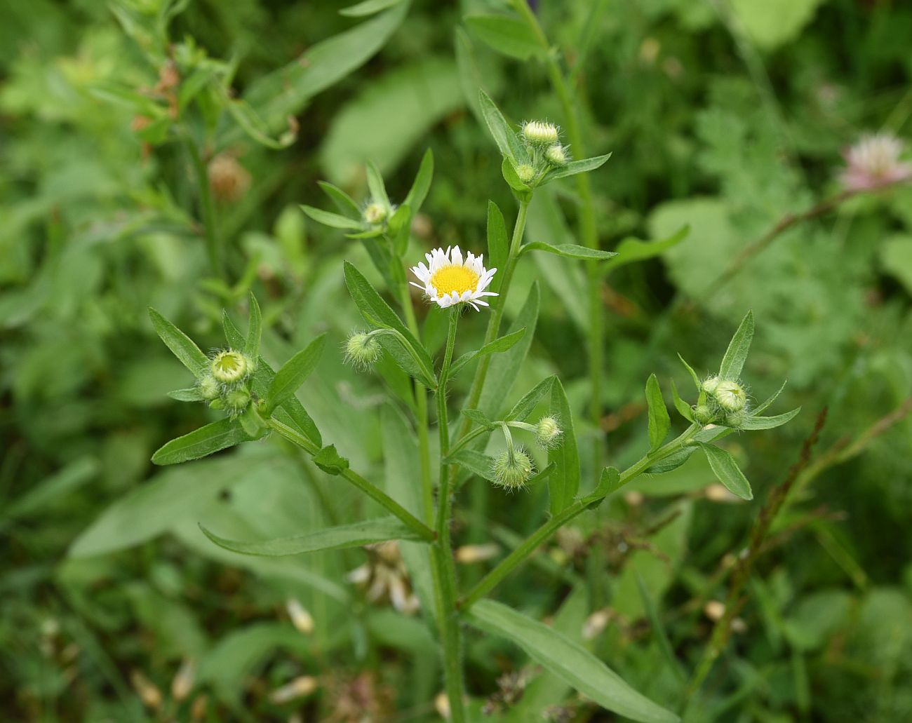 Изображение особи род Erigeron.