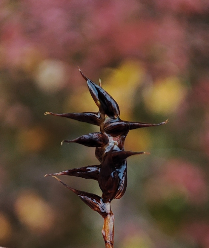 Image of Carex redowskiana specimen.