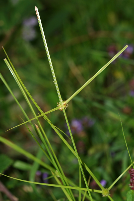 Image of Kyllinga gracillima specimen.