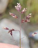 Poa arctica