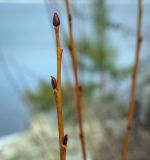 genus Salix