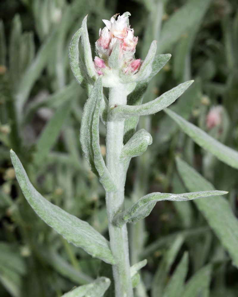 Image of Anaphalis velutina specimen.
