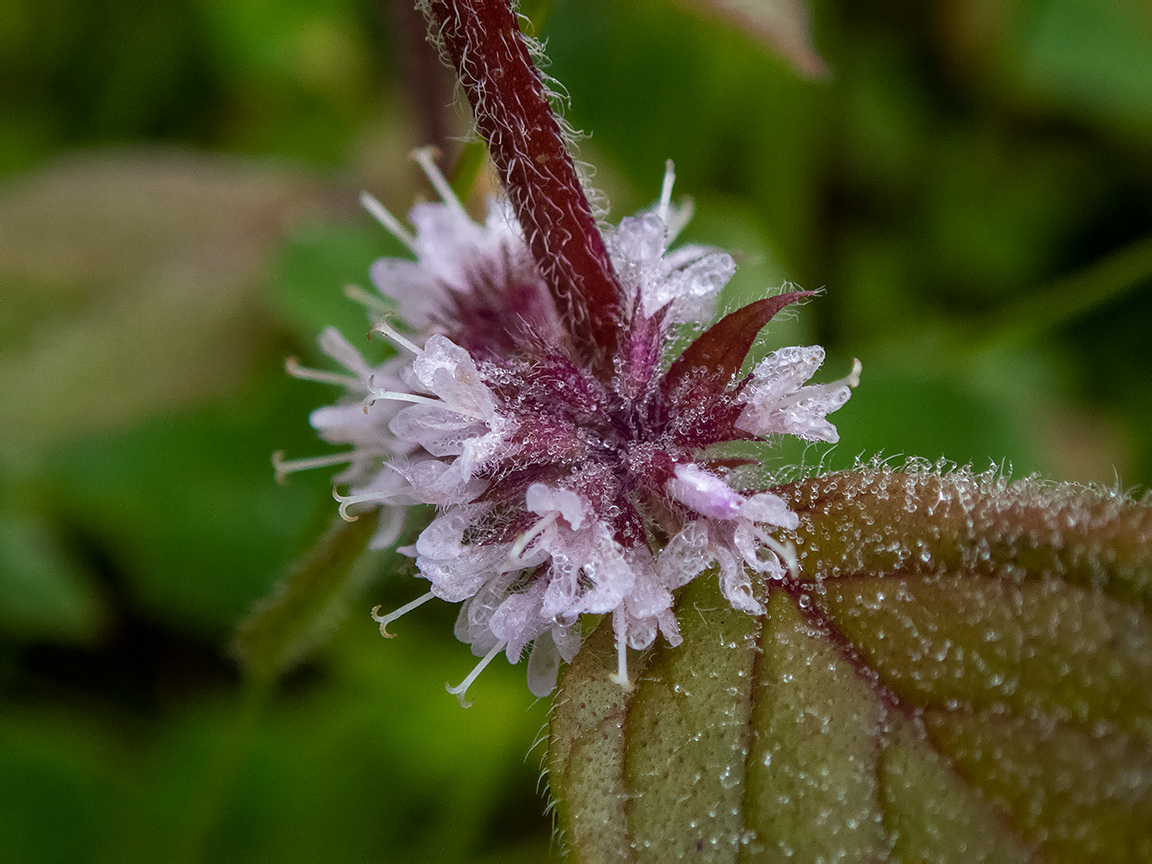 Image of Mentha &times; gracilis specimen.