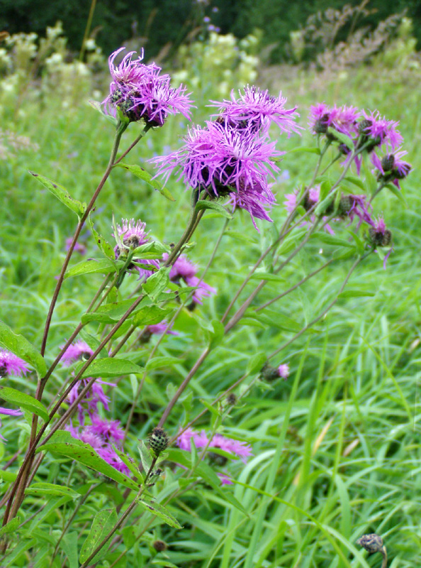 Изображение особи Centaurea phrygia.