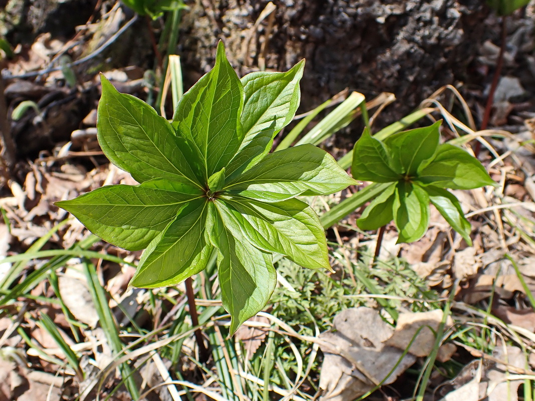 Image of Paris verticillata specimen.