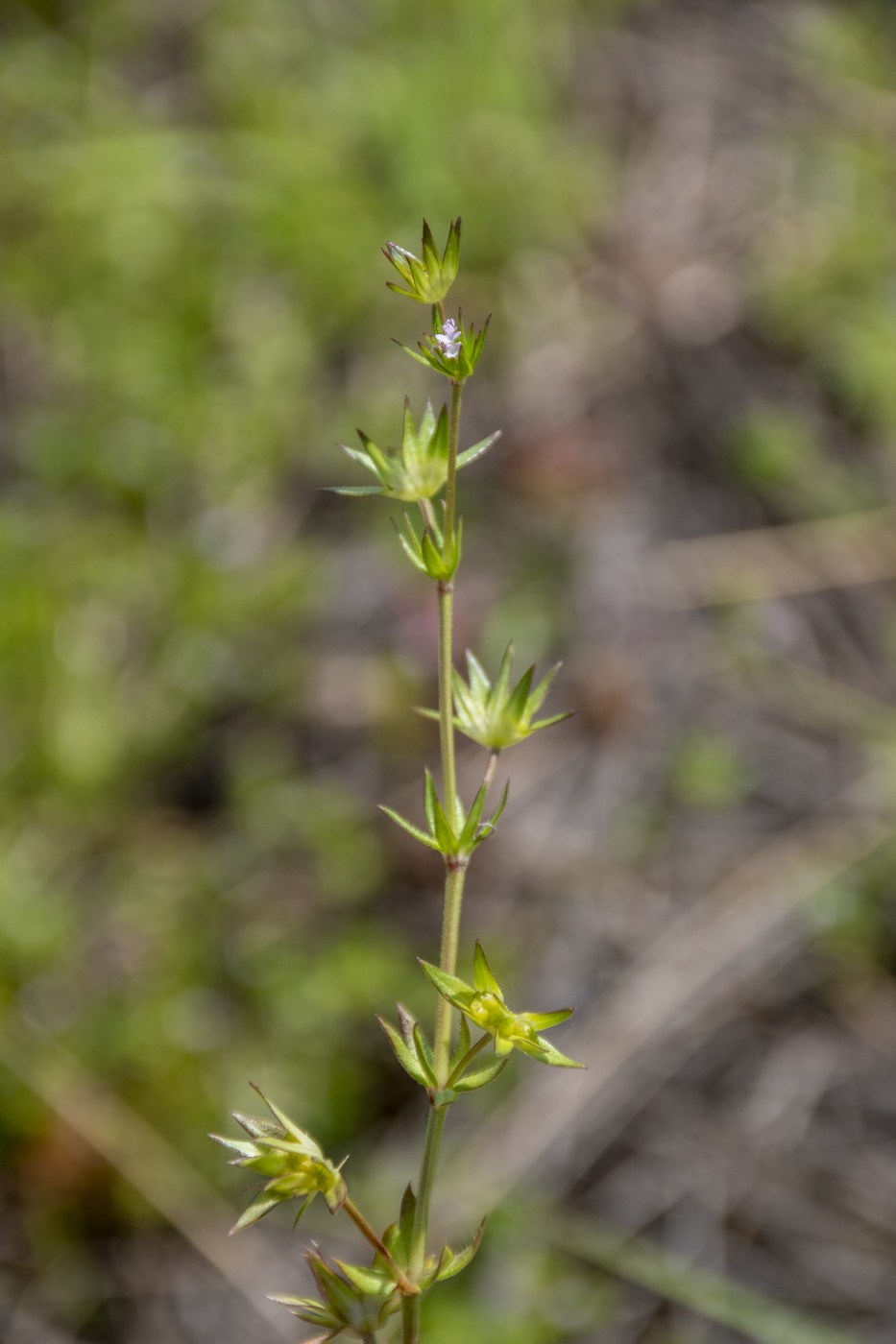 Image of Sherardia arvensis specimen.