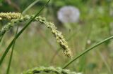 genus Carex