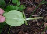 Listera ovata