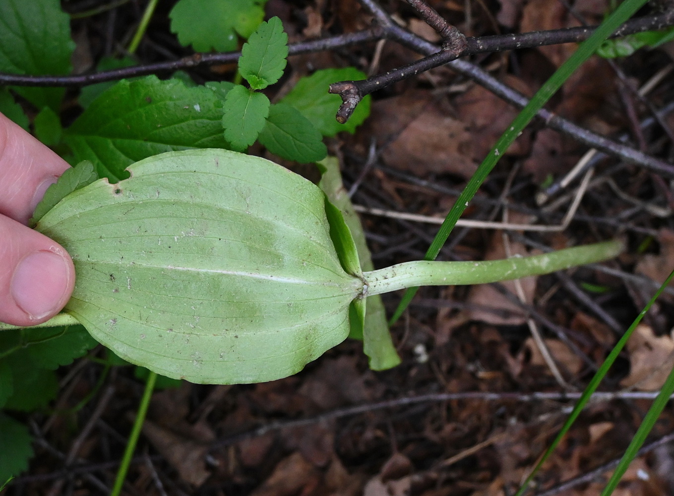 Image of Listera ovata specimen.