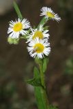 Erigeron annuus