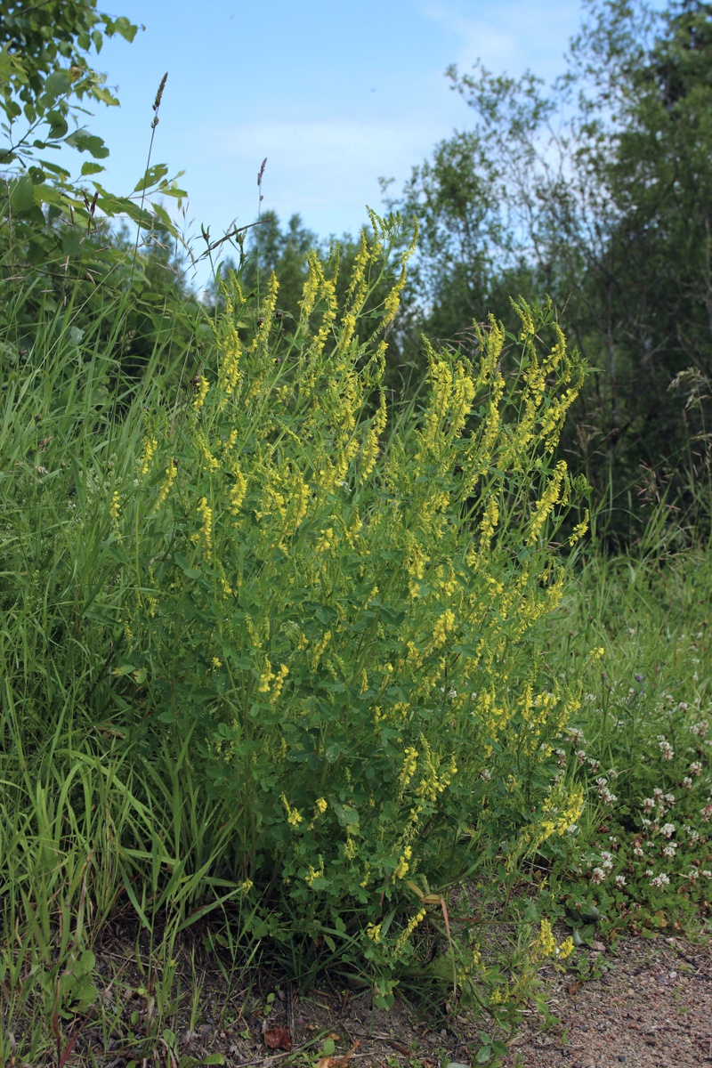 Image of Melilotus officinalis specimen.