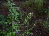 Melampyrum nemorosum