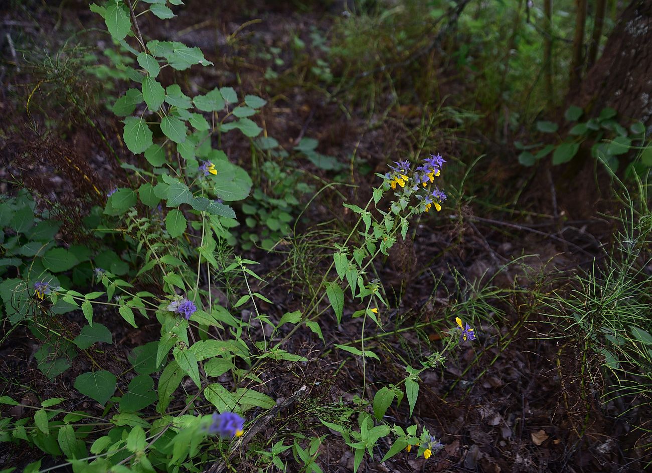 Image of Melampyrum nemorosum specimen.