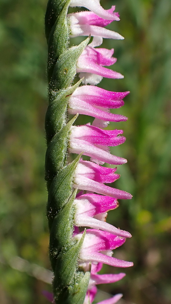 Изображение особи Spiranthes australis.