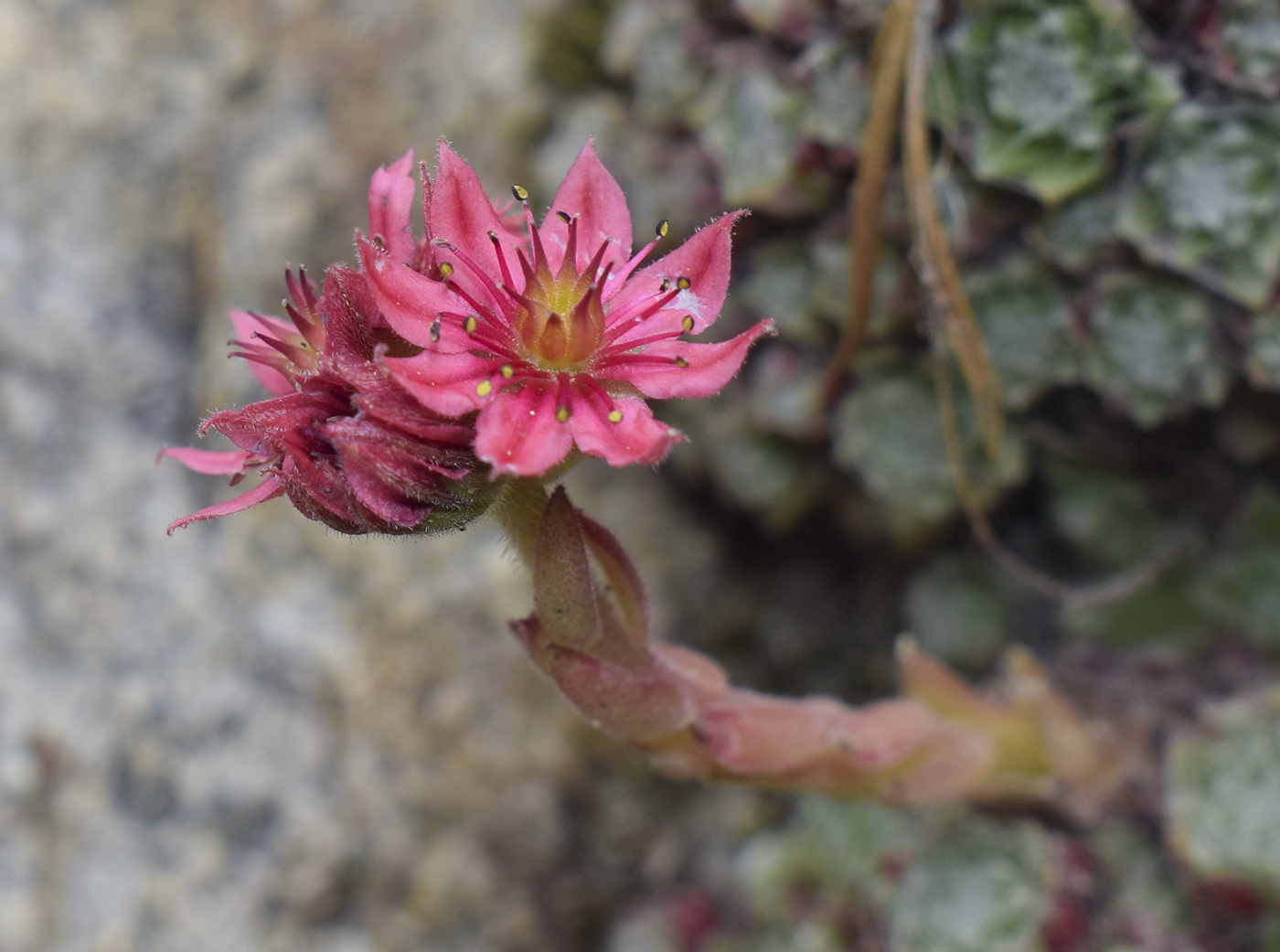 Изображение особи Sempervivum arachnoideum.