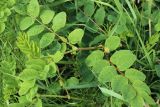 Astragalus glycyphyllos
