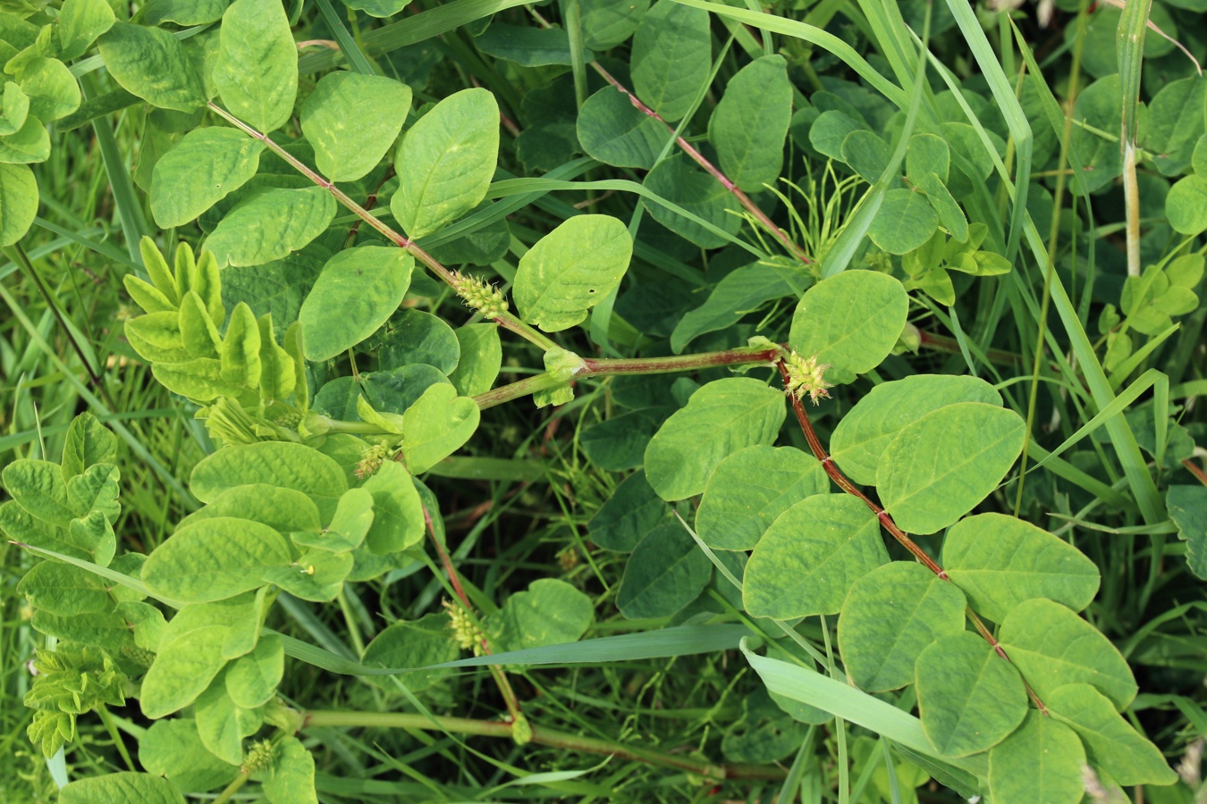 Image of Astragalus glycyphyllos specimen.