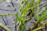 Sparganium japonicum. Соцветие. Приморский край, ЗАТО Фокино, окр. пос. Путятин; о-в Путятина, оз. Гусиное. 13.08.2025.