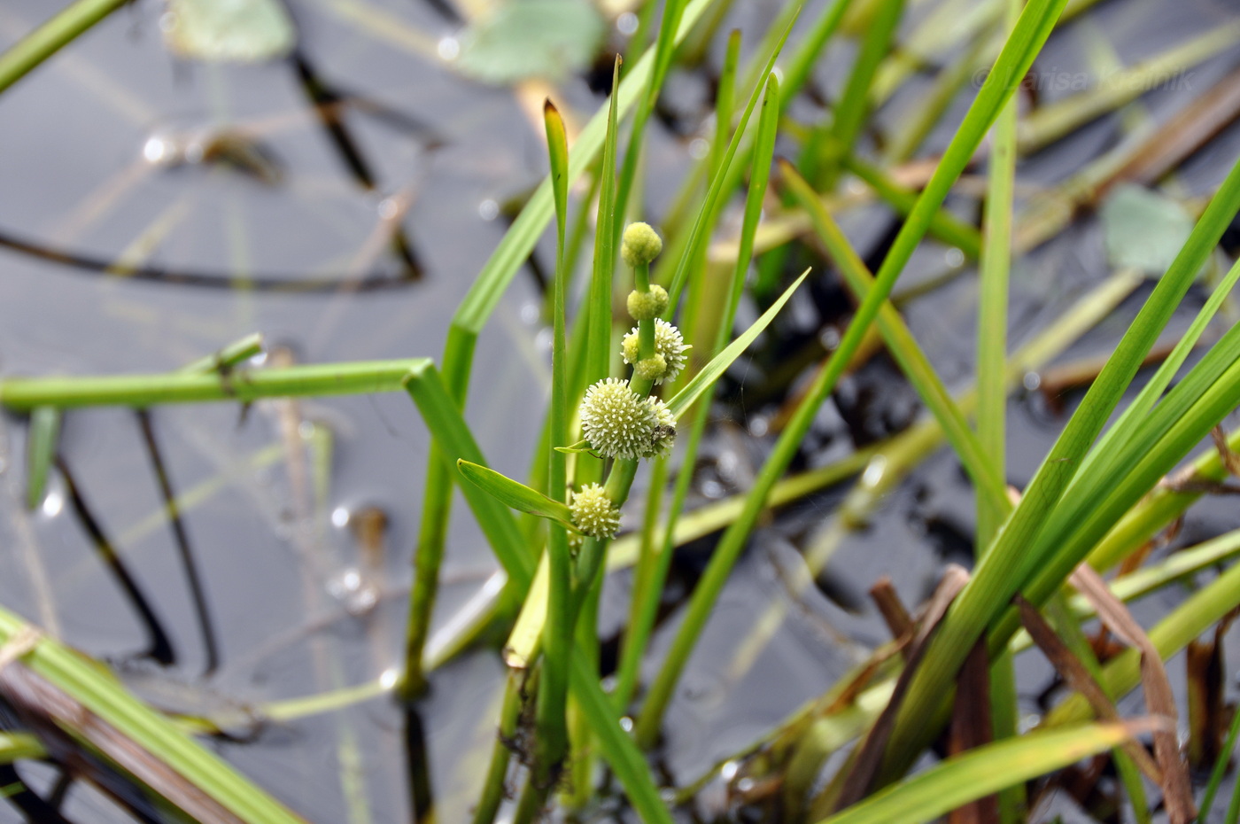 Изображение особи Sparganium japonicum.