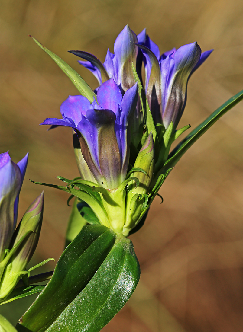 Изображение особи Gentiana scabra.