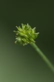 Image of taxon representative. Author is Илья Михеев