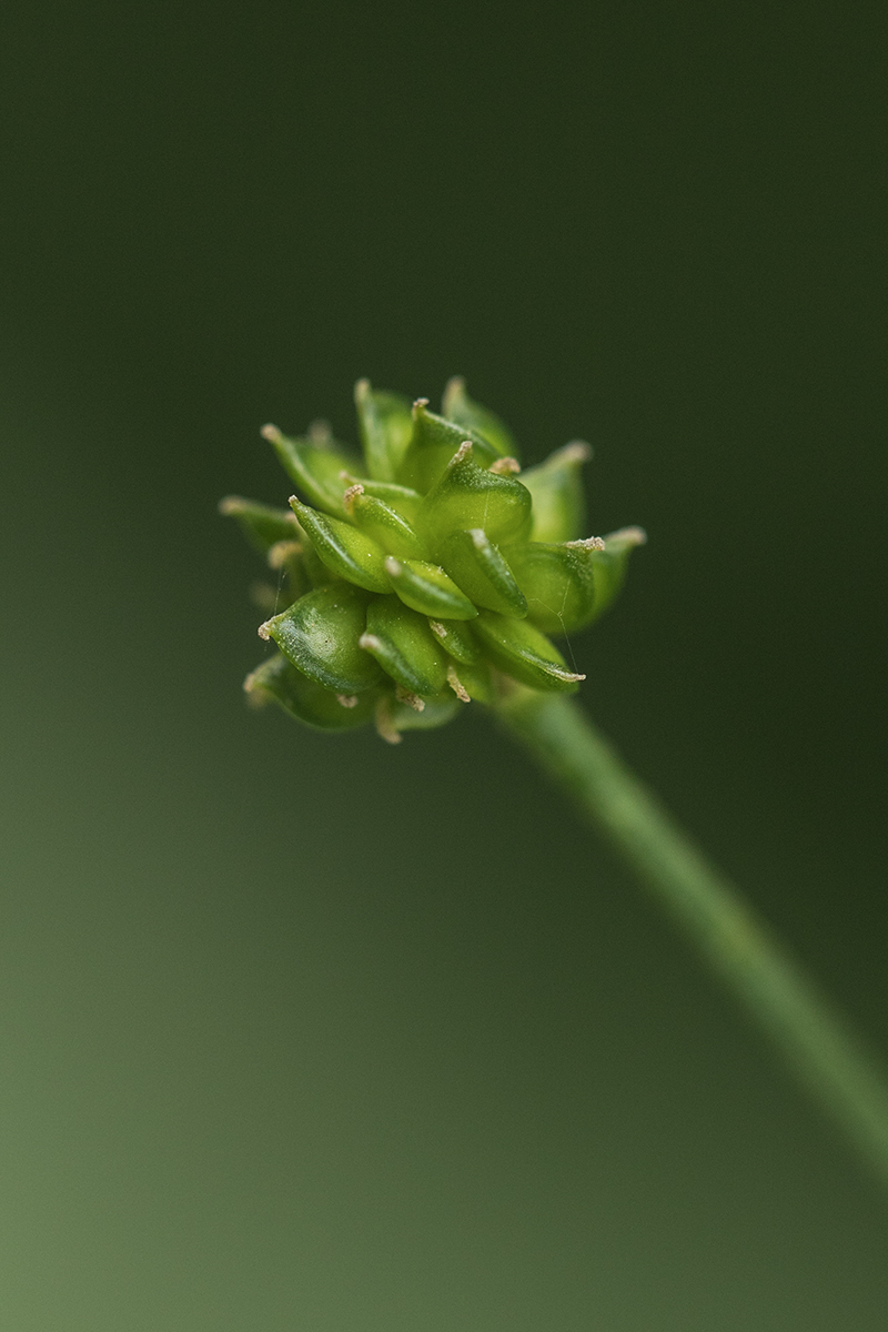 Image of Ranunculus acris specimen.