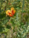Image of taxon representative. Author is Раду Кибзий