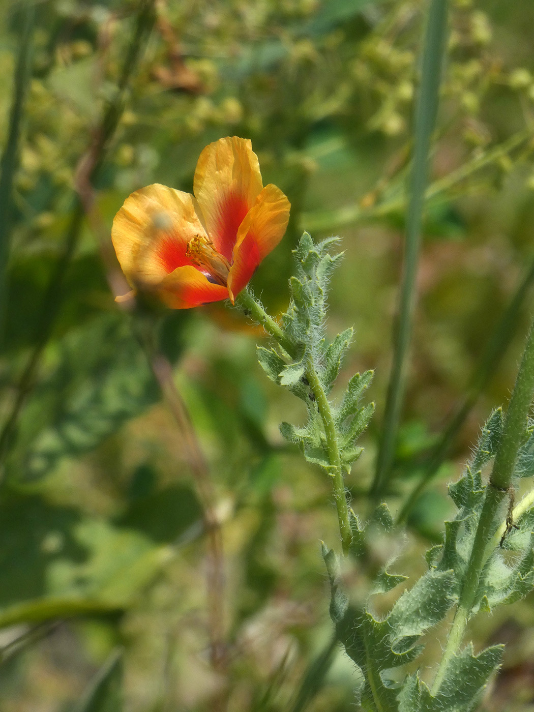 Image of Glaucium corniculatum specimen.