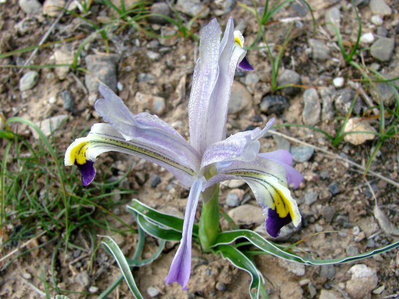 Image of Juno narbutii specimen.