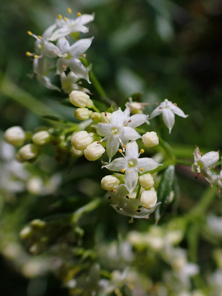 Изображение особи Galium mollugo.