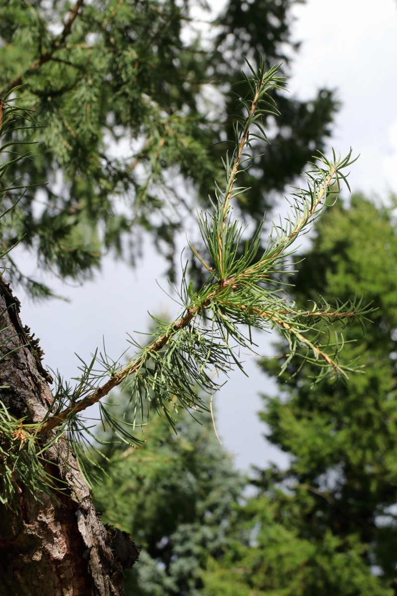 Изображение особи Larix decidua.
