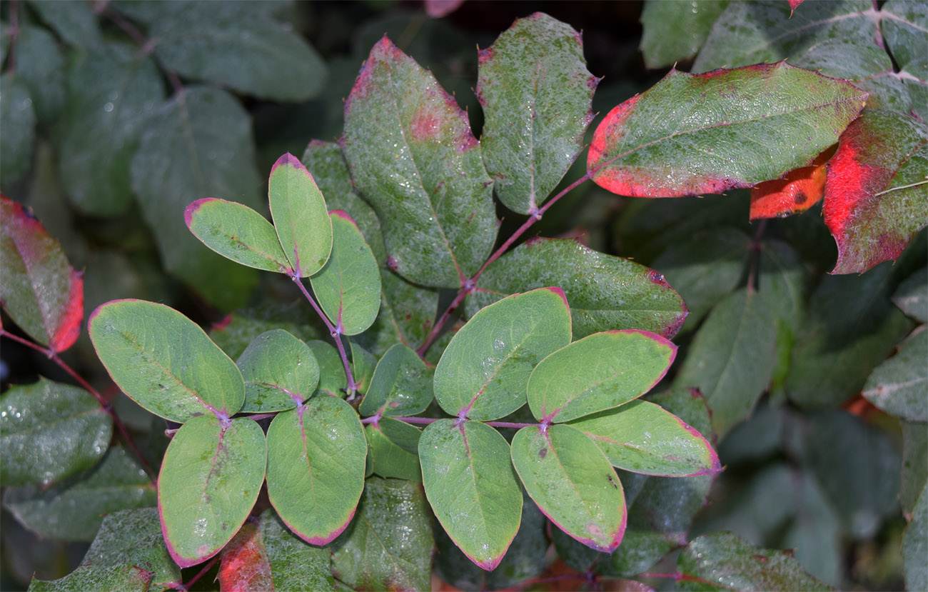 Изображение особи род Mahonia.