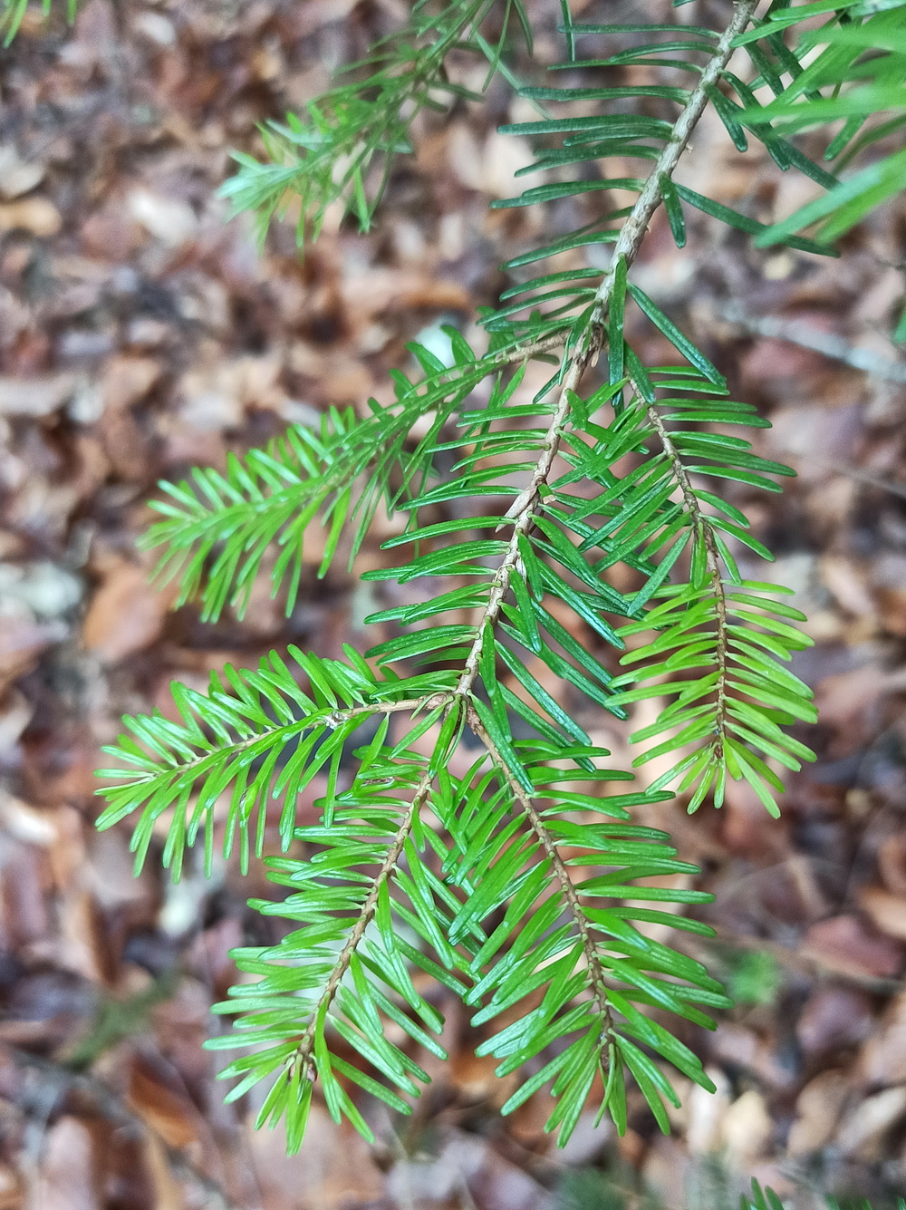 Image of Abies nordmanniana specimen.