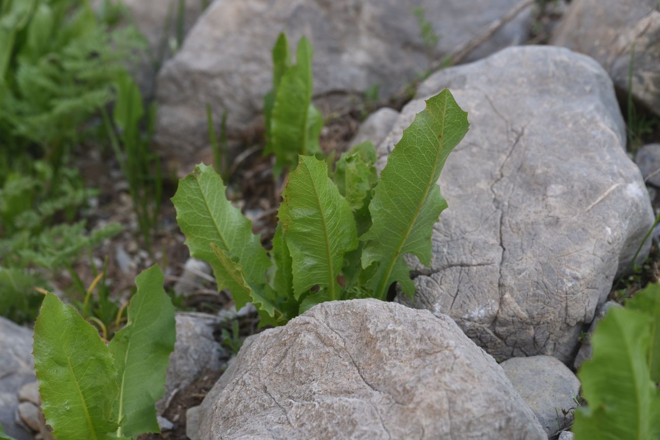 Image of Unknown species specimen.