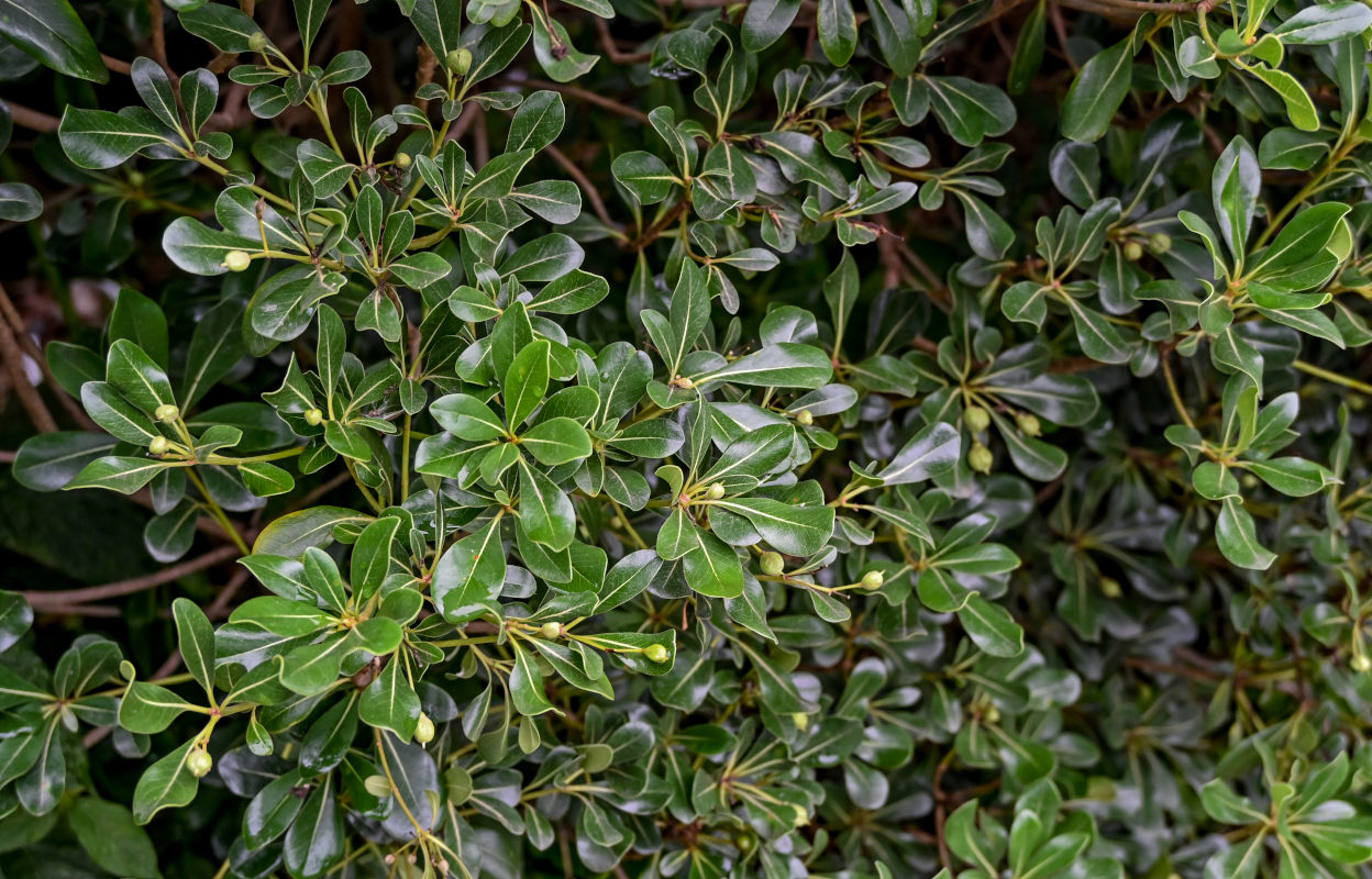 Image of Pittosporum tobira specimen.