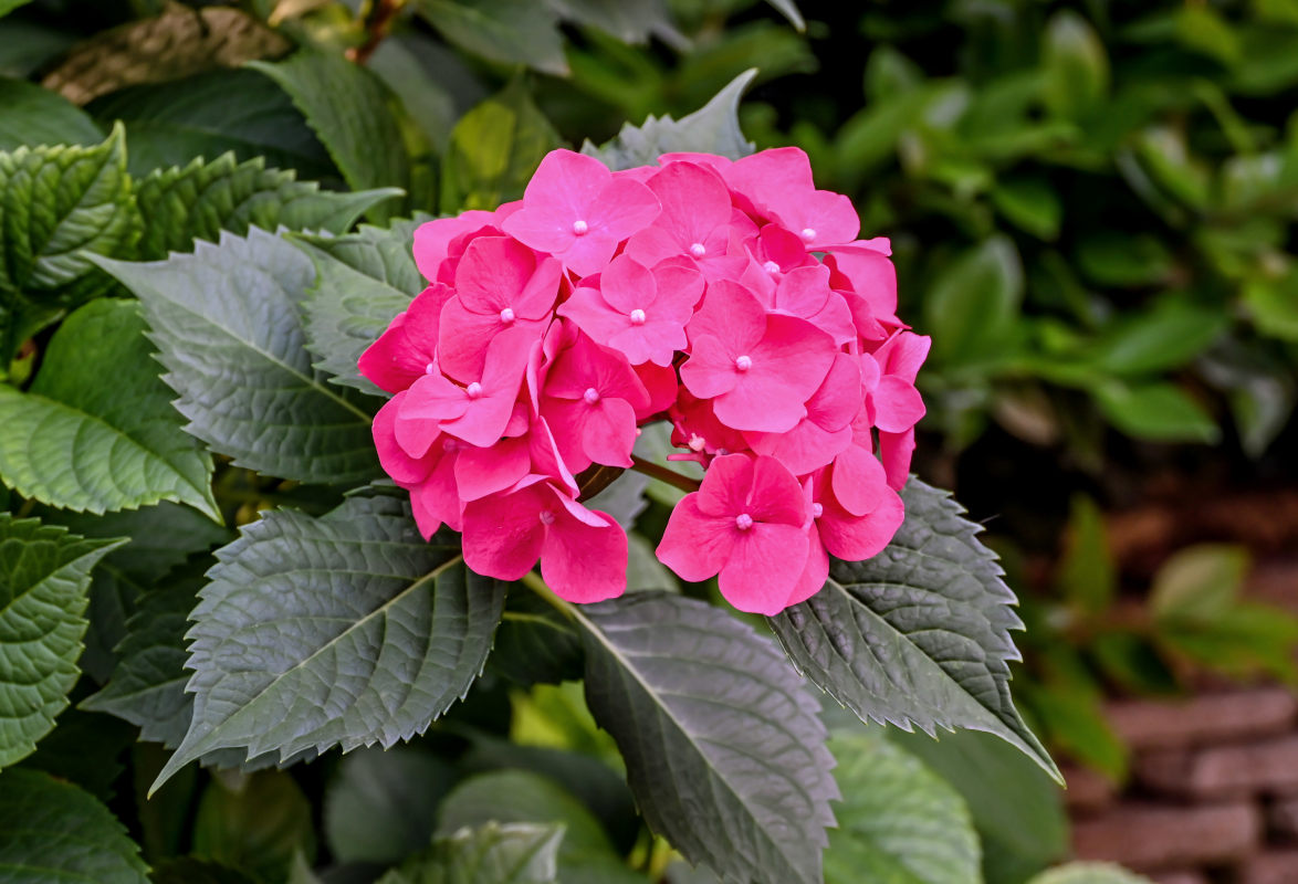 Image of Hydrangea macrophylla specimen.