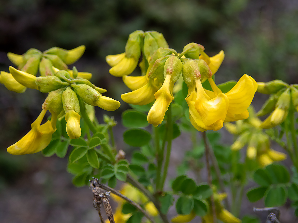 Изображение особи Hippocrepis emeroides.