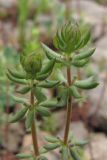 Galium verticillatum. Верхушки растений. Южный Берег Крыма, окр. пгт Гурзуф, ур. Мертвая долина. 19 апреля 2011 г.