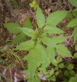 Bidens frondosa. Верхушка вегетирующего растения. Абхазия, Гудаутский р-н, окр. с. Лдзаа, пойменный луг. 08.06.2025.