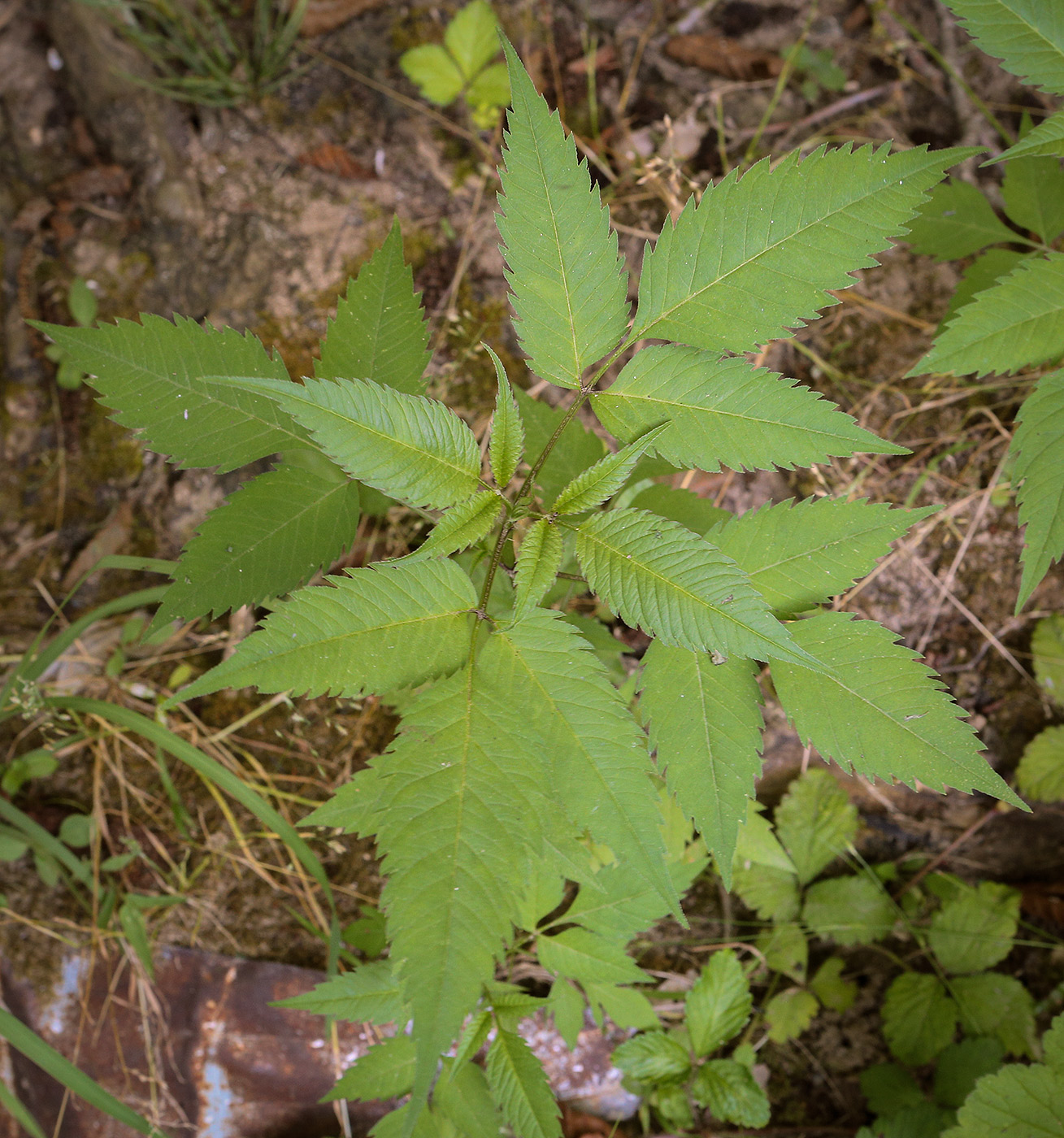 Изображение особи Bidens frondosa.